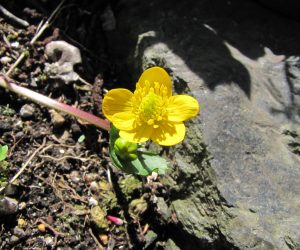 5月8日　エンコウ草（リュウキンカの変種、花径が倒れて伸びる）