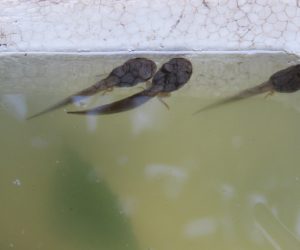 7/20 モリアオガエルのオタマジャクシ後足が出ています　後足が出ると間もなく水から出て行きます。 尻尾は水から離れて数日のカロリー源